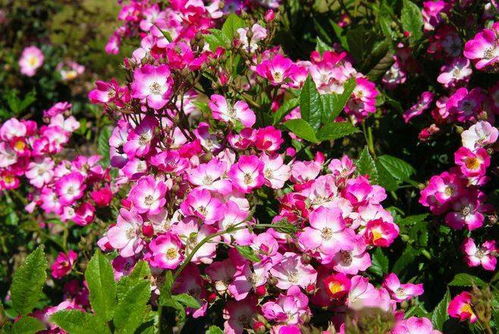 男爵夫人月季的花瓣颜色之谜