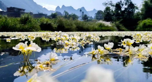 草本植物：固土作用， 净化水质