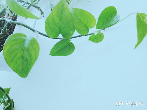 绿萝生长环境好，为什么有的长得特别粗