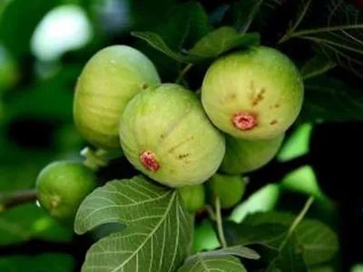 无花果哪个产地最好吃，品质最上乘