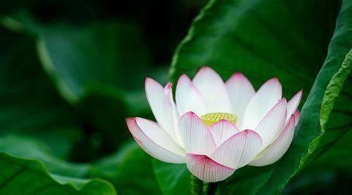 荷花在水里冷不冷呀？