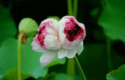 带藤的花朵：大自然的细语者