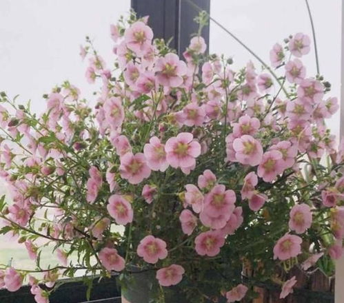 冬天花朵的秘密花园