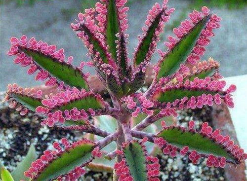 埃塞俄比亚的国花之谜：非洲花冠的秘密