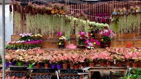 徐州花木批发市场：花卉爱好者的天堂