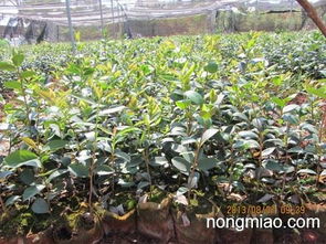 「茶油基地」高产与普通油茶苗的区别揭秘！