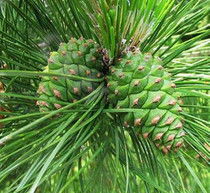 雪松种子成熟之谜， 揭秘采收关键期