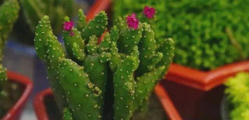 多菌灵泡多久，这是个问题！