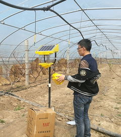 桃树管理的科学方法