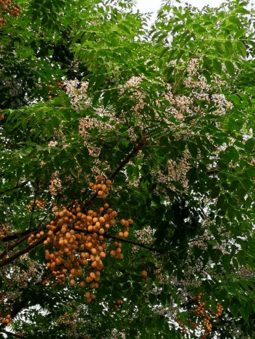 那些耐旱又美丽的植物