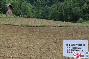 红色浆果老桩如何进行种植和养护，才能确保其健康生长并提高产量