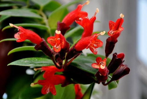 玫瑰花与芒毛苣苔、 口红花的区别