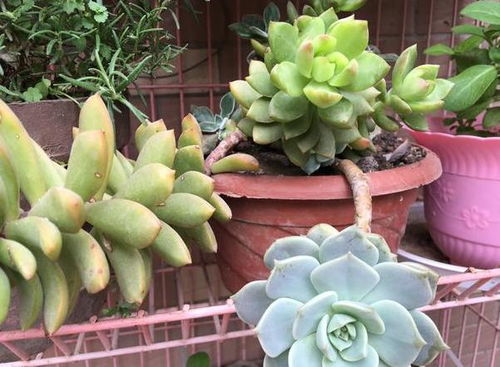 浇水不当，植物受罪