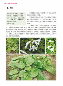 识别植物的技巧