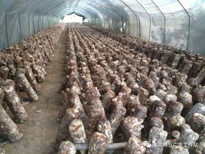 小香菇撑起致富伞，讲述香菇种植如何助力农民增收
