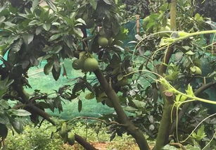 不同树龄耐寒表：昼夜分段积温的关键