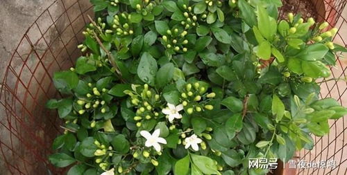 九里香花期长，四季皆可观赏