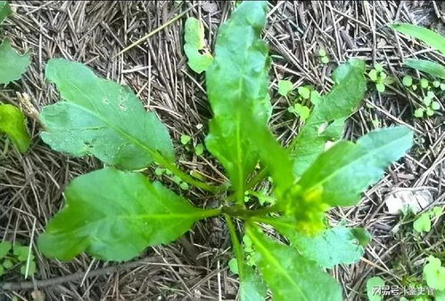 虎尾草的花语究竟是什么？它又蕴含着怎样的神秘寓意呢