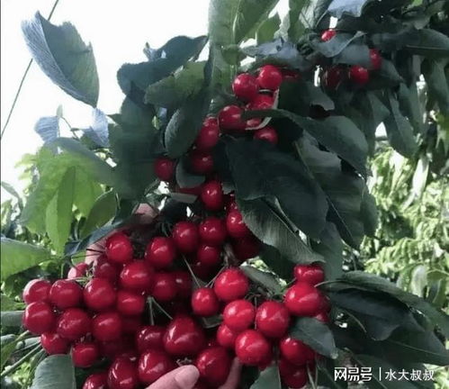 如何在家种植红提籽，才能保证果实美味又营养呢