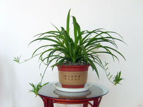 吊兰：清新与舒适的结合