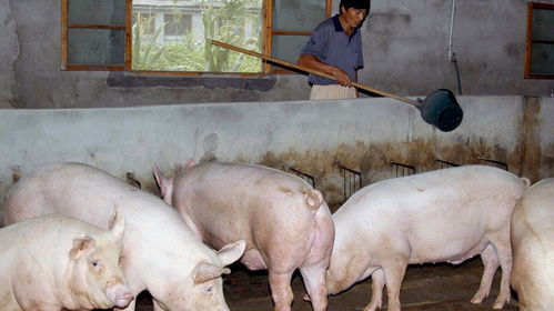 2024年10月7日猪价如何，最近听说牛肉不能吃，这是真的吗？