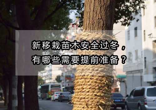 红枫过冬，如何安全越冬