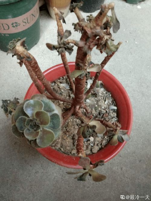 重度冻伤，怎么破？