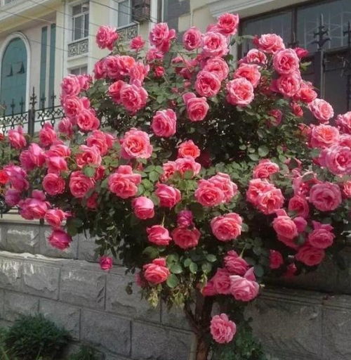 青岛路边月季花开得大，是嫁接的蔷薇品种吗？