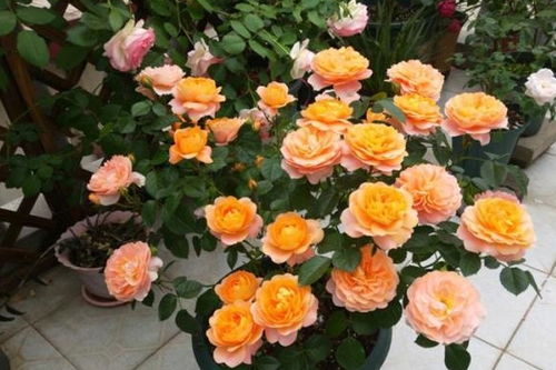 月季花长红蜘蛛怎么办？如何有效防治