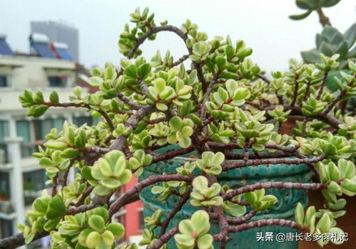 多肉植物雅乐之舞如何进行繁殖?