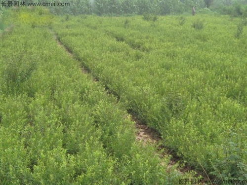 温度与生长，密不可分的关系