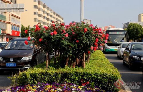 树状月季种植攻略：如何让它茁壮成长？