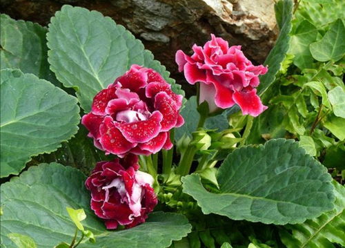 南阳欧月基质加仑盆花批发价大揭秘！