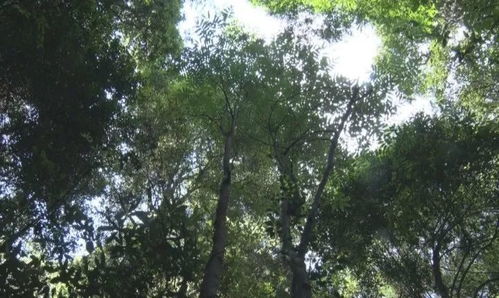 国家保护树木名称大全，你知道哪些珍稀树种