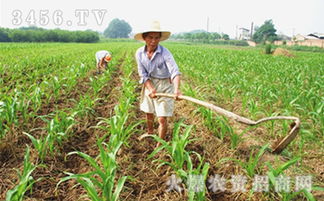 生姜播种前需进行选种、晒种、消毒等处理
