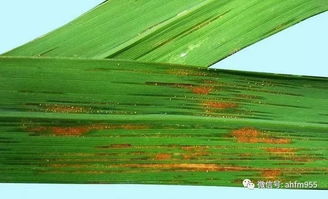 “农事不误，水滴珍贵