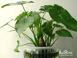 室内植物的净化力量