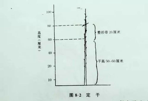 提升畜牧效益：高效修剪技巧与疏枝打顶策略详解