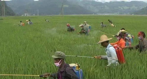 一、农药稀释的倍数，你知道是多少吗？