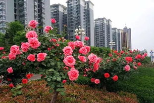 月季之城的古老魅力