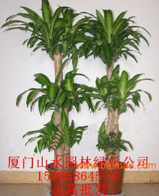 探寻草界长寿秘籍：揭秘超长寿命草种