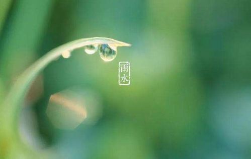 雨水节气种植大作战：早春茬黄瓜、 番茄、茄子
