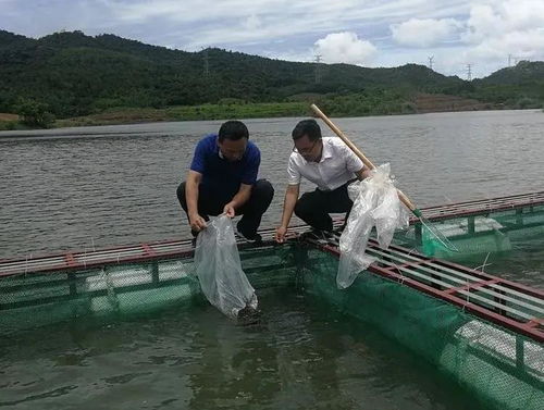 鲈鱼高效养殖，科学密度控制