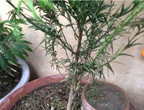 忌讳四：种植方法不当