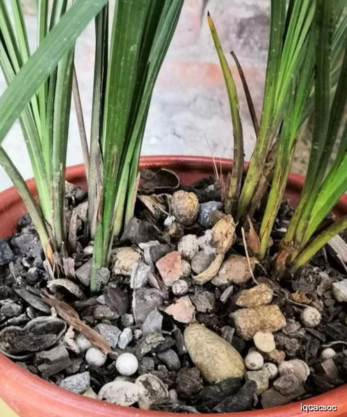 阳台种球根，烂根问题让人头疼？试试这些小技巧！