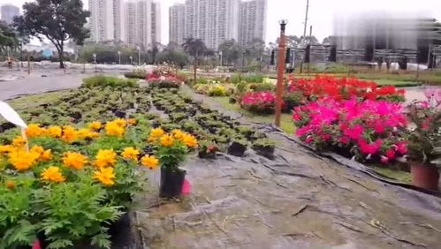 湛江麻章区公园与花卉市场探秘