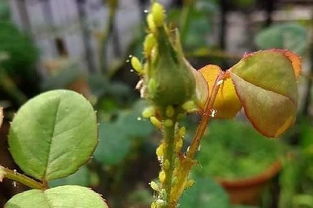 花草蚜虫怎么去除？一招轻松解决