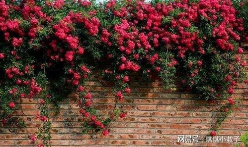 适应性强， 不畏严寒