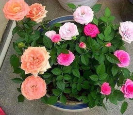 月季， 冬日里的温暖小精灵