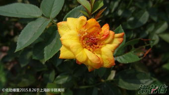 柯德娜月季的魅力所在